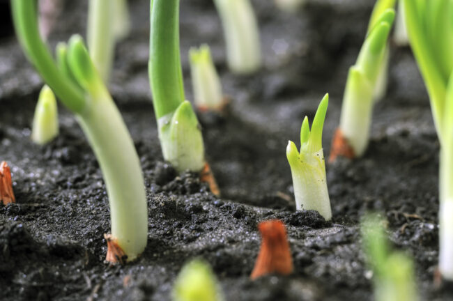 conseils-jardinage